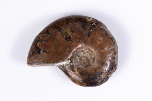 Natural ammonite fossil 12.9g 34mm rare collector specimen