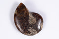 Natural ammonite fossil 13.2g 37mm rare collector specimen