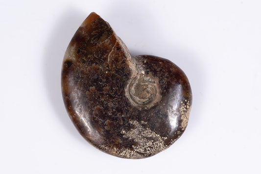 Natural ammonite fossil 13.2g 37mm rare collector specimen