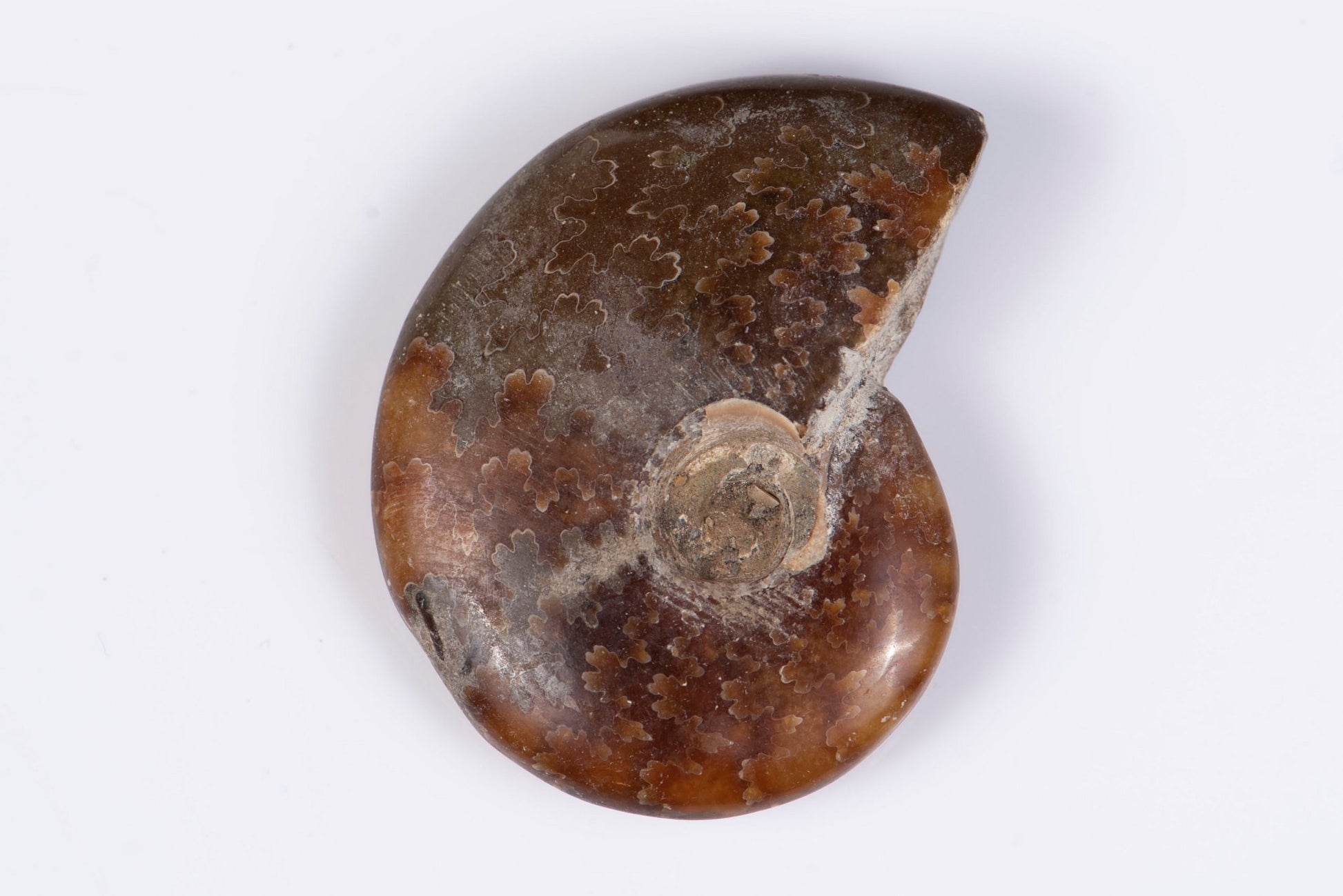 Natural ammonite fossil 11.5g 34mm rare collector specimen - side view showing spiral suture pattern