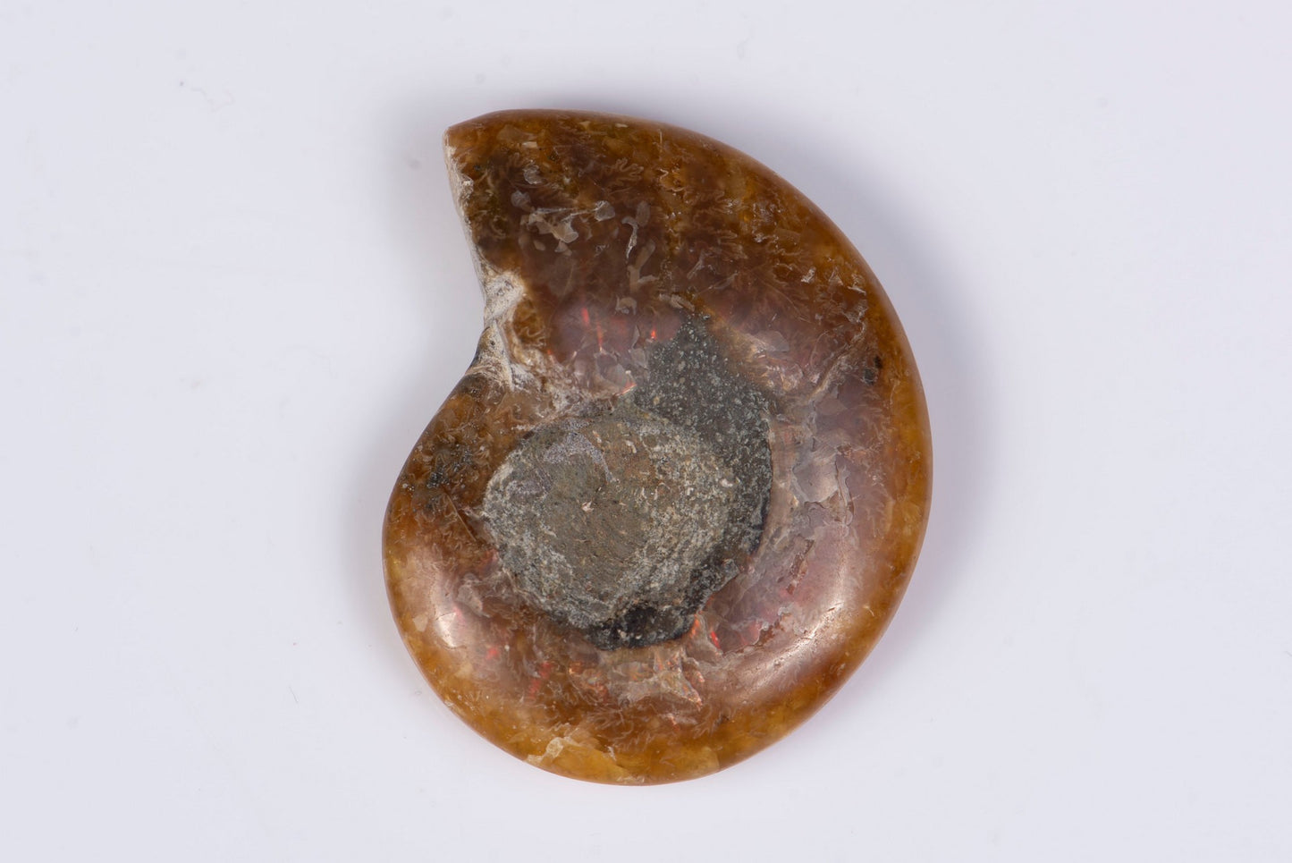 Natural ammonite fossil 15.5g 40mm rare collector specimen - side view showing spiral suture pattern