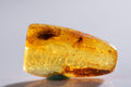Естествен полиран балтийски кехлибар с 2 включения от насекоми 2.6ct, колекционерски екземпляр