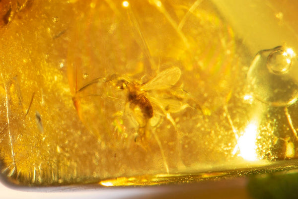 Natural Polished Baltic Amber with 2 Insects Inclusions 8.2ct