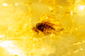 Natural polished Baltic amber with fly insect inclusion 10.8ct rare collector