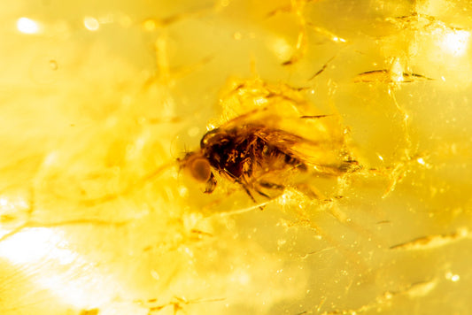 Polished Baltic amber with fly insect inclusion 10.8ct