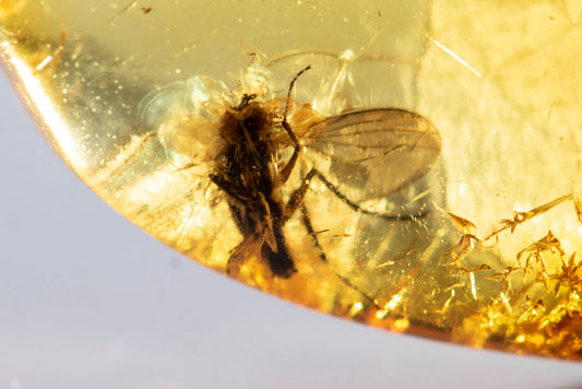 Polished Baltic amber with fly insect inclusion 5.5ct