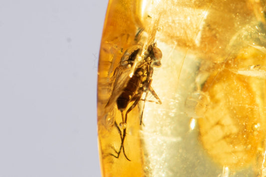 Polished Baltic amber with insect inclusion fly 4.6ct