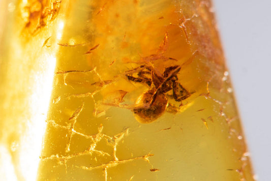 Polished Baltic amber with spider inclusion 3.4ct