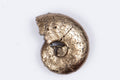 Естествен пиритизиран амонит 0.79g, 11.7mm, златисто метална спирала, снимана от едната страна