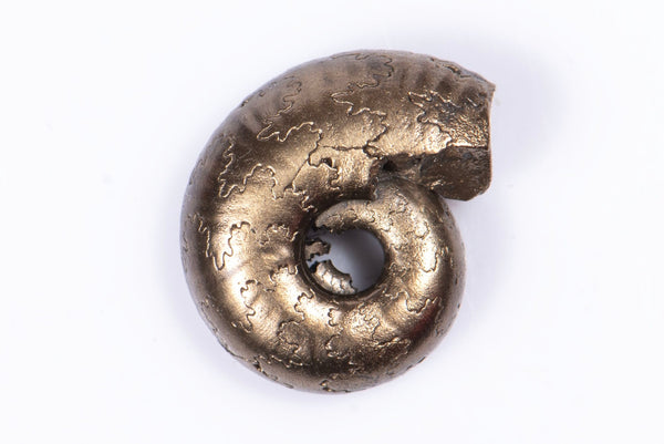 Natural Pyritized Ammonite 1.16g 11.3mm