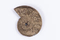 Natural pyritized ammonite sliced half, 1.26g and 16.2mm, flat cut face with a small central hole