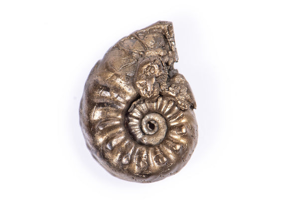 Natural Pyritized Ammonite 1.59g 14.8mm