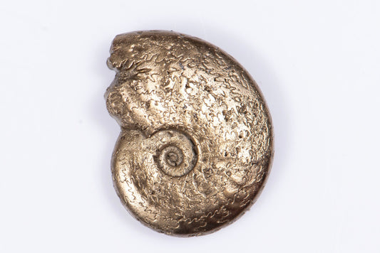 Pyritized ammonite 1.78g 15.1mm