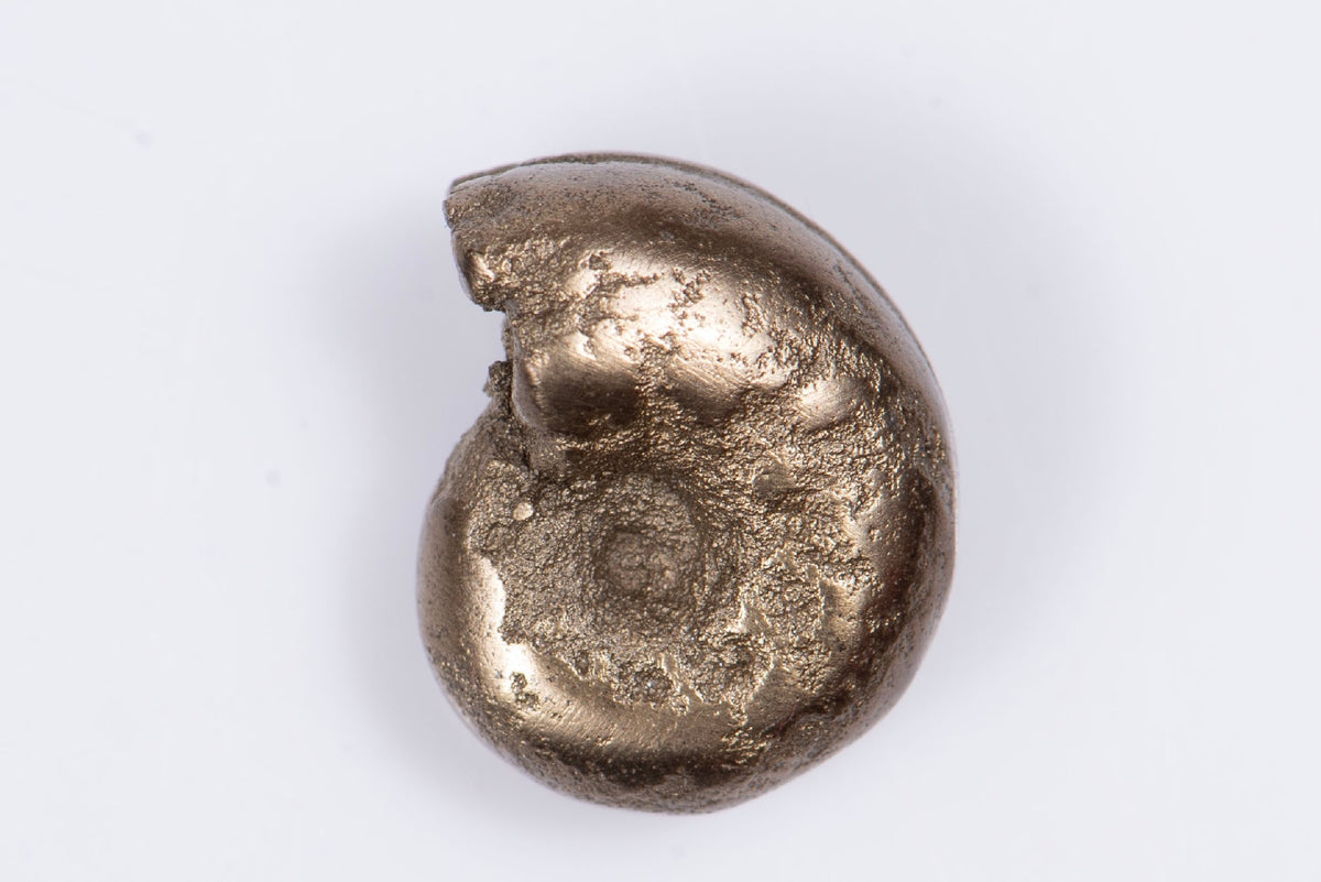 Естествен пиритизиран амонит 2.5g 13mm
