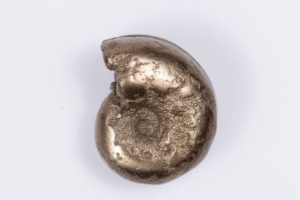 Natural Pyritized Ammonite 2.5g 13mm