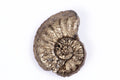 Natural pyritized ammonite fossil 2.69g 19.3mm rare collector specimen