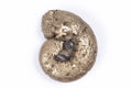 Natural pyritized ammonite fossil 3.4g 17.9mm rare collector specimen