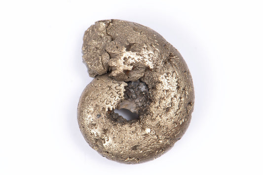 Pyritized ammonite 3.4g 17.9mm
