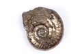 Natural pyritized ammonite fossil 3.57g 17.9mm rare collector specimen