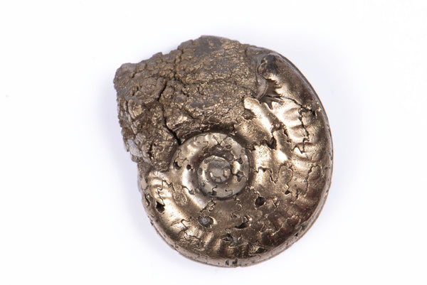 Natural Pyritized Ammonite 3.57g 17.9mm