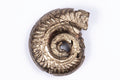 Natural pyritized ammonite fossil 5.38g 24.3mm rare collector specimen