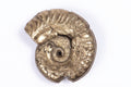 Natural pyritized ammonite fossil 5.82g 23.5mm rare collector specimen