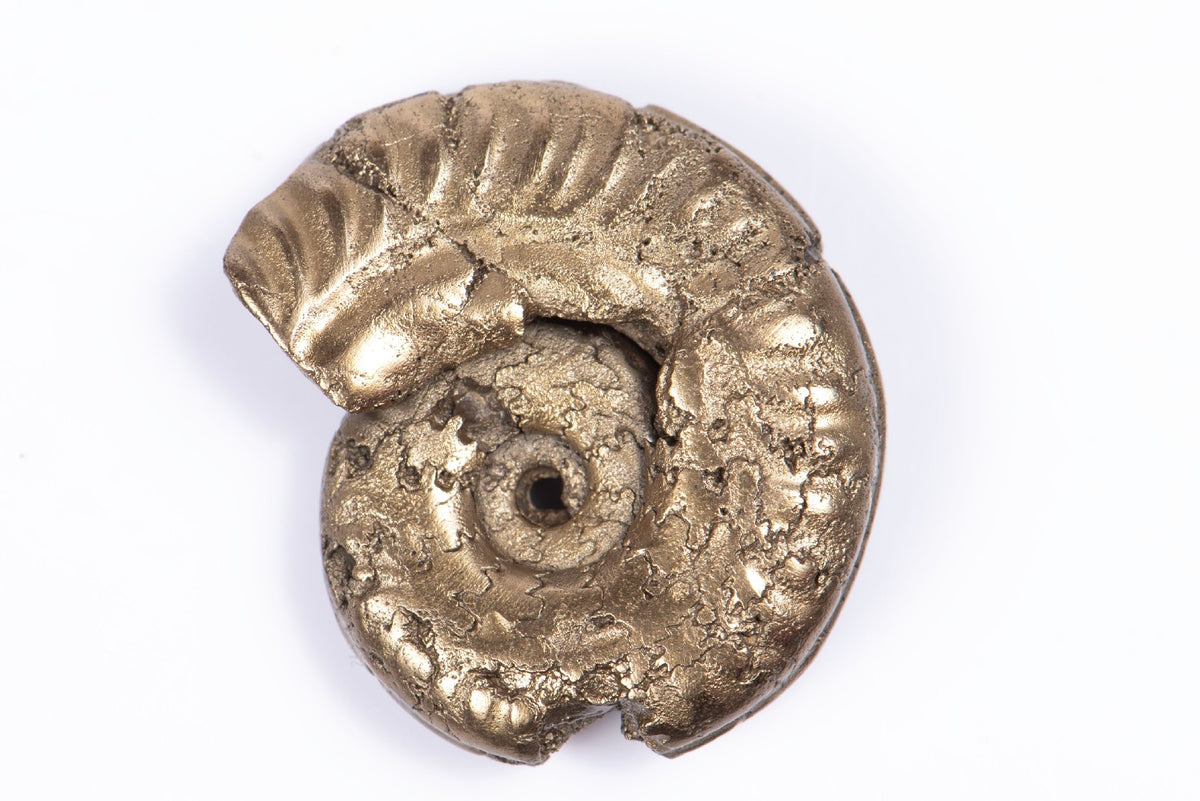 Natural Pyritized Ammonite 5.82g 23.5mm